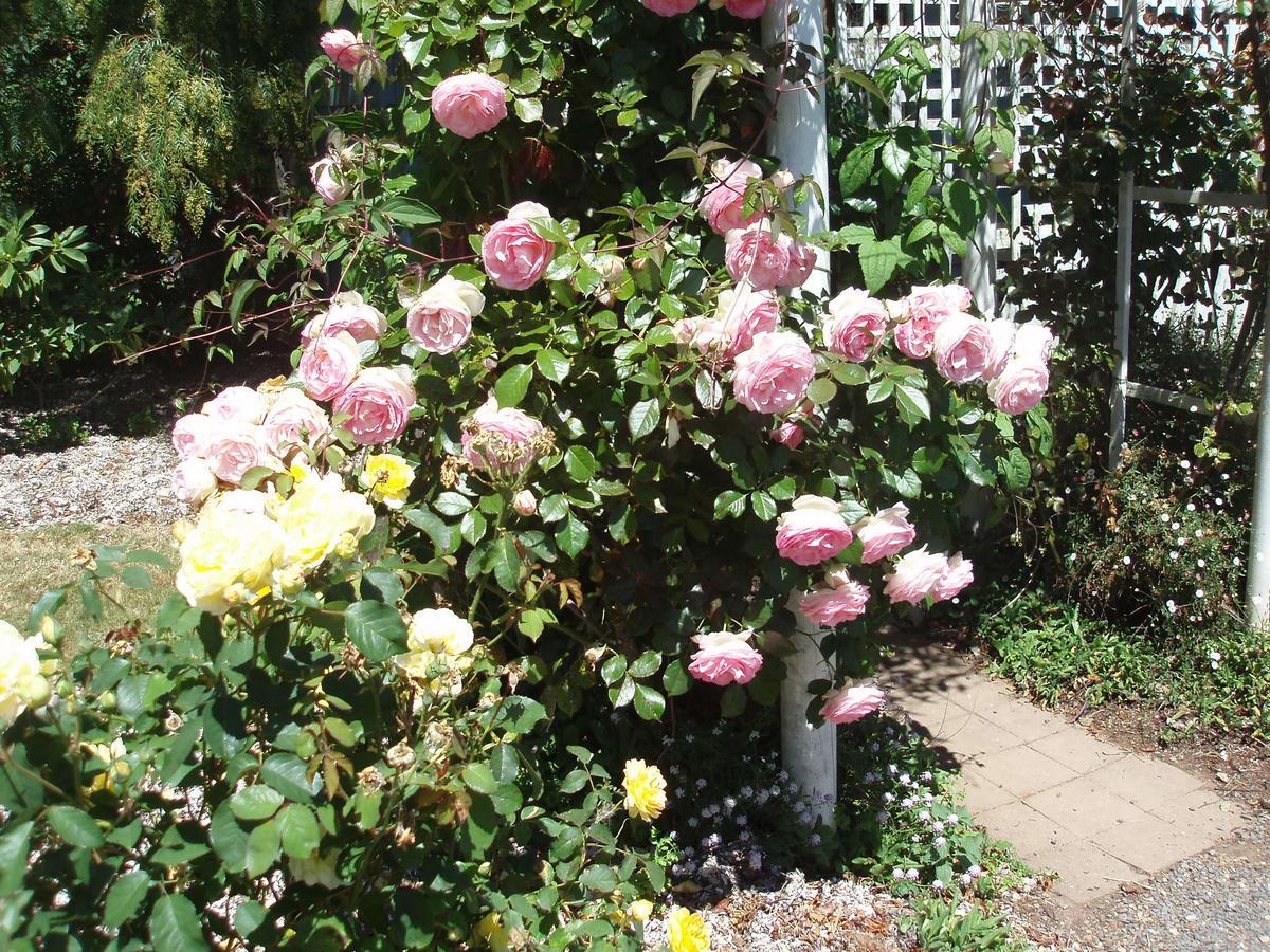 Boat Harbour Garden Cottages Bagian luar foto